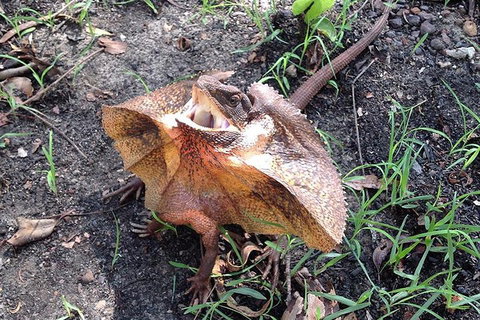 Litchfield National Park And Jumping Crocodile Cruise - Events Australia 1