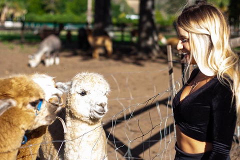 O'Reilly's & Lamington National Park Incl. Alpaca Farm + Vineyard - Events Australia 3