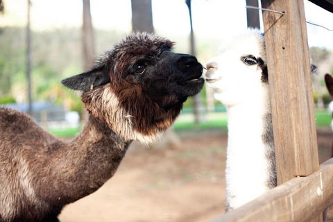 O'Reilly's & Lamington National Park Incl. Alpaca Farm + Vineyard - Events Australia 4
