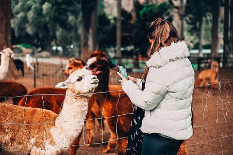 O'Reilly's & Lamington National Park Incl. Alpaca Farm + Vineyard - Events Australia 5