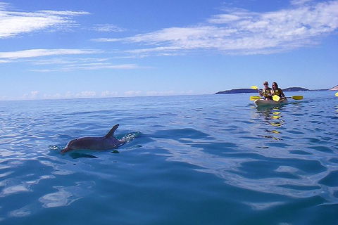 Kayak With Dolphins And 4WD Great Beach Drive Day Trip From Noosa - Events Australia 2