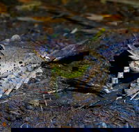 Glow Worms Private Tour - Nocturnal Rainforest Walk - Events Australia