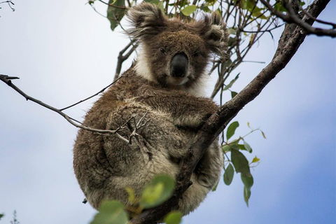 Phillip Island And French Island Wildlife Expedition - Events Australia 3