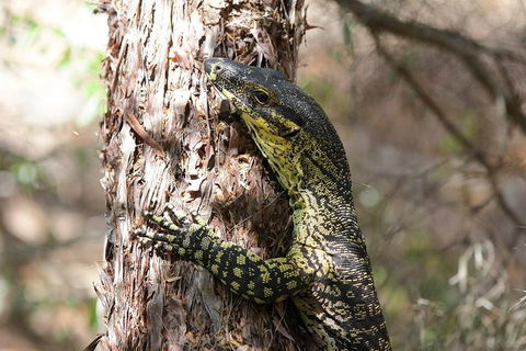Byron Bay Combo: Hinterland Tour Including Minyon Falls And Kayaking With Dolphins - Events Australia 0