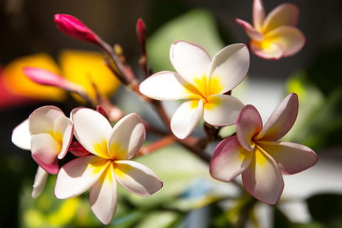 Byron Bay Combo: Hinterland Tour Including Minyon Falls And Kayaking With Dolphins - Events Australia 1