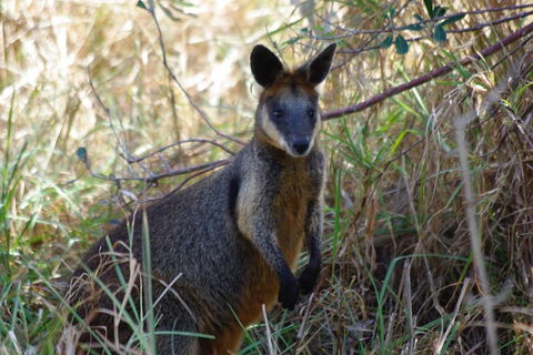 Byron Bay Combo: Hinterland Tour Including Minyon Falls And Kayaking With Dolphins - Events Australia 2
