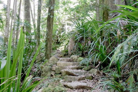 Byron Bay Combo: Hinterland Tour Including Minyon Falls And Kayaking With Dolphins - Events Australia 5