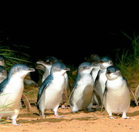 Phillip Island Penguins Private Tour - Tourism Bookings