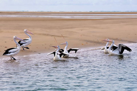 Town Of 1770 Afternoon Cruise - Events Australia 4