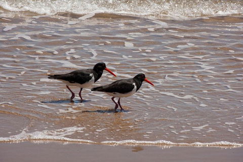 1770 Coastline Tour By LARC Amphibious Vehicle Including Picnic Lunch - Events Australia 2