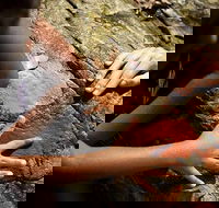 Ngana Julaymba Dungay - Full Day - Events Australia