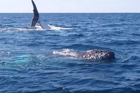 Noosa Whale Watching - Events Australia 0