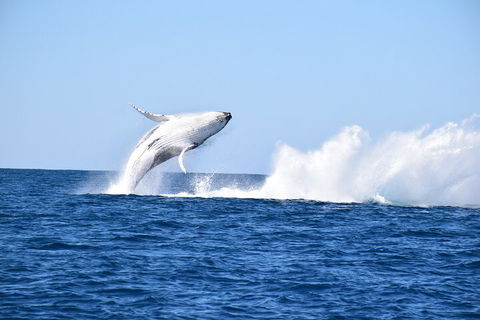 Noosa Whale Watching - Events Australia 1