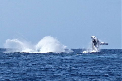 Noosa Whale Watching - Events Australia 2