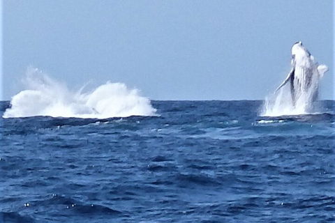 Noosa Whale Watching - Events Australia 3