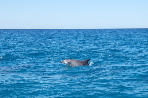Noosa Wild Dolphin Safari - Events Australia 1