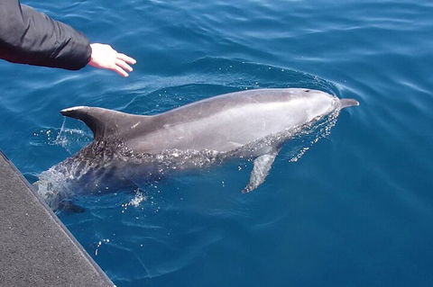 Noosa Wild Dolphin Safari - Events Australia 2