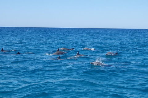 Noosa Wild Dolphin Safari - Events Australia 3