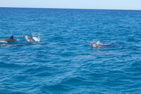 Noosa Wild Dolphin Safari - Events Australia 4