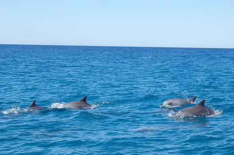 Noosa Wild Dolphin Safari - Events Australia 5