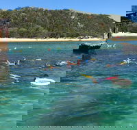 All Inclusive Dolphin and Tangalooma Wrecks Cruise - Events Australia