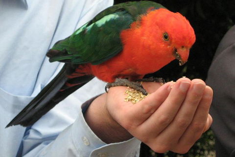 O'Reilly's & Lamington National Park From Brisbane - Events Australia 1