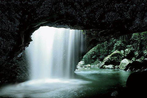 Natural Bridge Glow Worm Night Tour From Gold Coast - Events Australia 0