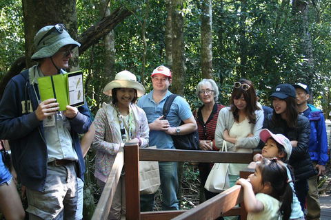 Natural Bridge Glow Worm Night Tour From Gold Coast - Events Australia 4