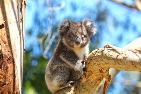 LGBT+ Friendly 2 Day Private Tour Great Ocean Road + Phillip Island - Events Australia 1