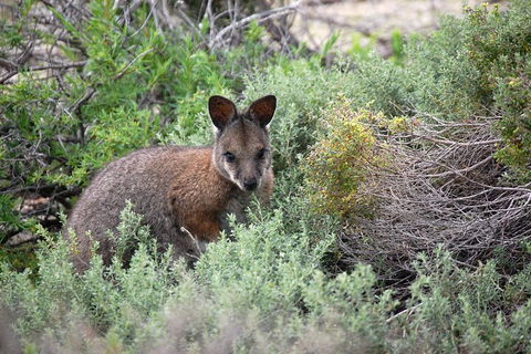 Pink Lake + Abrolhos Islands Nature Tour - Events Australia 1
