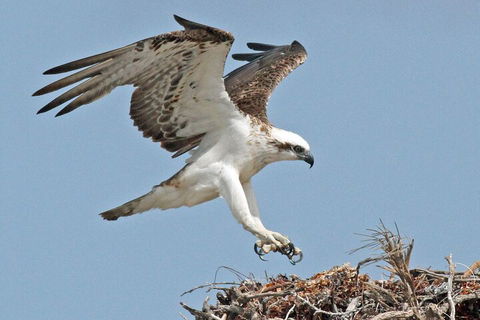 Pink Lake + Abrolhos Islands Nature Tour - Events Australia 3