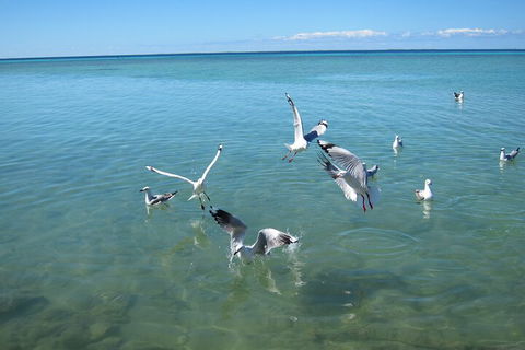 Pink Lake + Abrolhos Islands Nature Tour - Events Australia 5