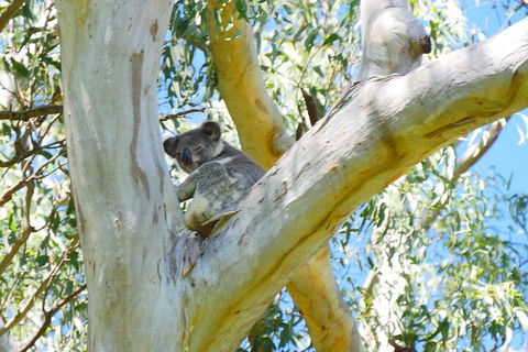 Best Of Moreton Bay Cruise - Events Australia 2