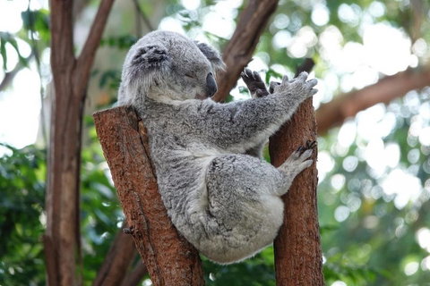 Small-Group Blue Mountains Tour With A Local Guide - Tourism Bookings 2