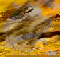 Daintree and Cape Tribulation Full Day Guided Tour - Events Australia