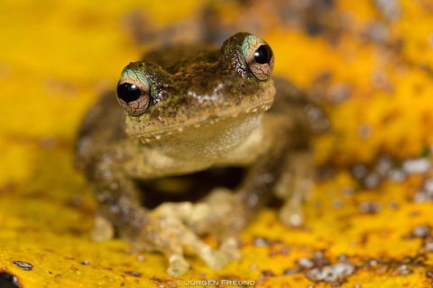 Daintree And Cape Tribulation Full Day Guided Tour - Events Australia 0