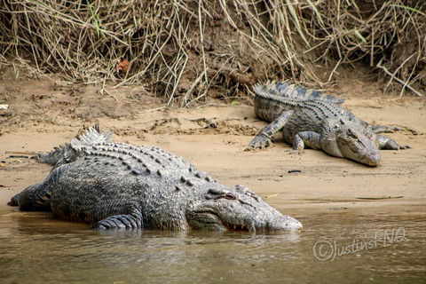 Daintree And Cape Tribulation Full Day Guided Tour - Events Australia 3