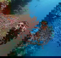 Silversonic Outer Great Barrier Reef Dive and Snorkel Cruise from Port Douglas - Events Australia