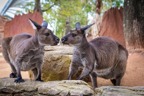 Australia Multi-City Attractions Pass - Events Australia 4