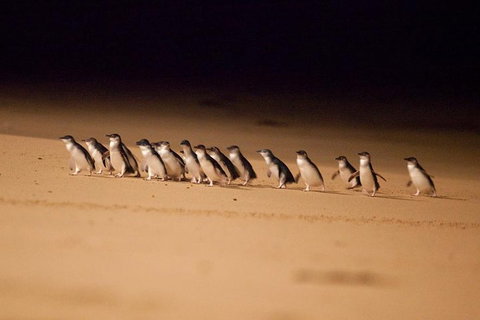 The Ultimate Melbourne Attractions Pass - Tourism Bookings 5