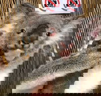 Kuranda Tour Deluxe Course with Kuranda 3 Zoos or Free Course - Events Australia