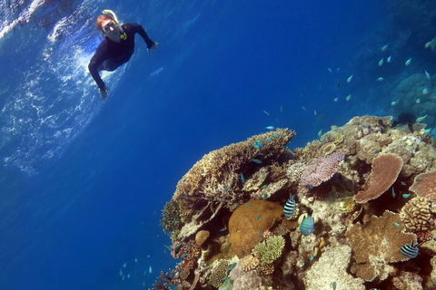 Silverswift Outer Great Barrier Reef Dive And Snorkel Cruise From Cairns - Events Australia 3