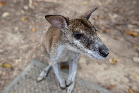 2 Day Daintree Rainforest, Cape Tribulation And Outback Chillagoe Tour - Events Australia 4