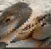 Kangaroo Island Scenic Trail Tour - Events Australia