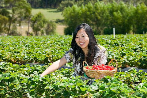 Mornington Peninsula Small Group Day Tour - Events Australia 4