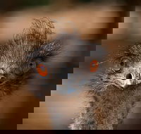 Currumbin Wildlife Sanctuary General Entry Ticket