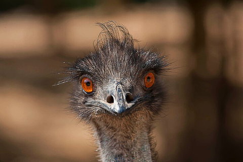 Currumbin Wildlife Sanctuary General Entry Ticket - Events Australia 0