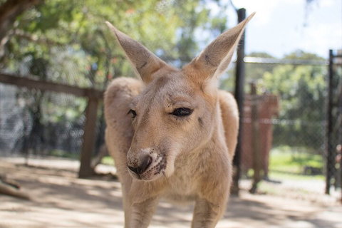 Currumbin Wildlife Sanctuary General Entry Ticket - Events Australia 2