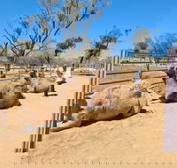 West MacDonnell Ranges Half-Day Small-Group Tour with Camel Ride - Events Australia