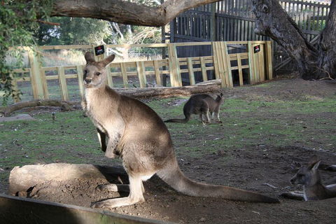 Mt. Wellington, Bonorong And Richmond Day Tour From Hobart - Events Australia 2